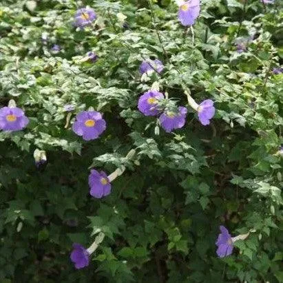 Adorable Mini Meyenia Erecta Plant | Thrive in Your Miniature Garden