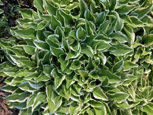 Cosmic Dew Hosta