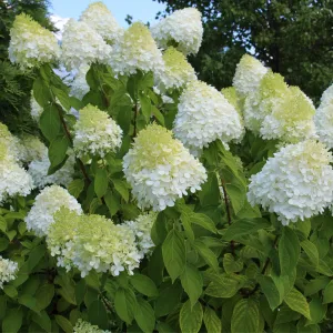 Hydrangea paniculta 'LimeLight' 2L