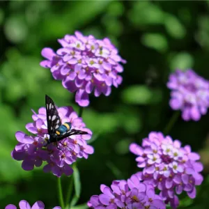 Iberis 'Mermaid Lavender' 9cm/1.5L