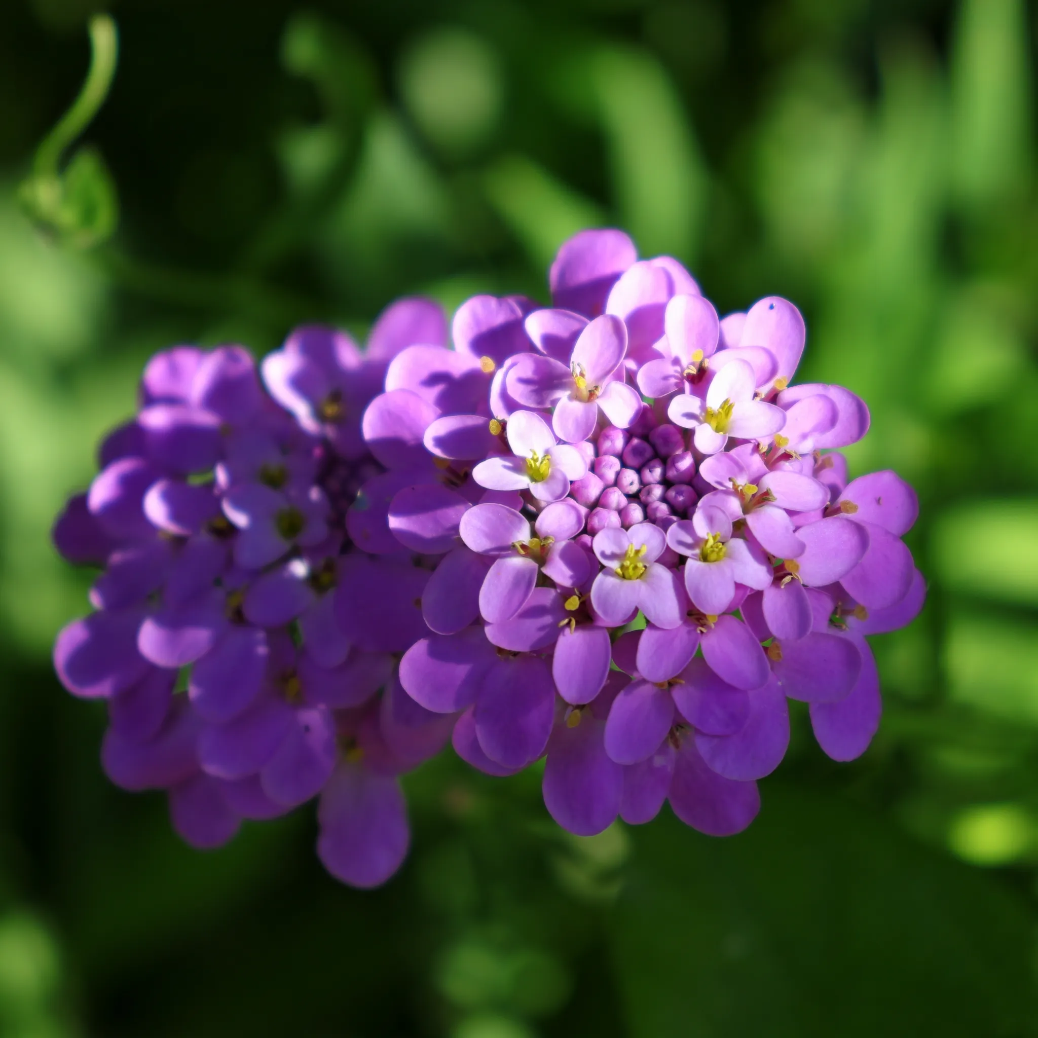 Iberis 'Mermaid Lavender' 9cm/1.5L