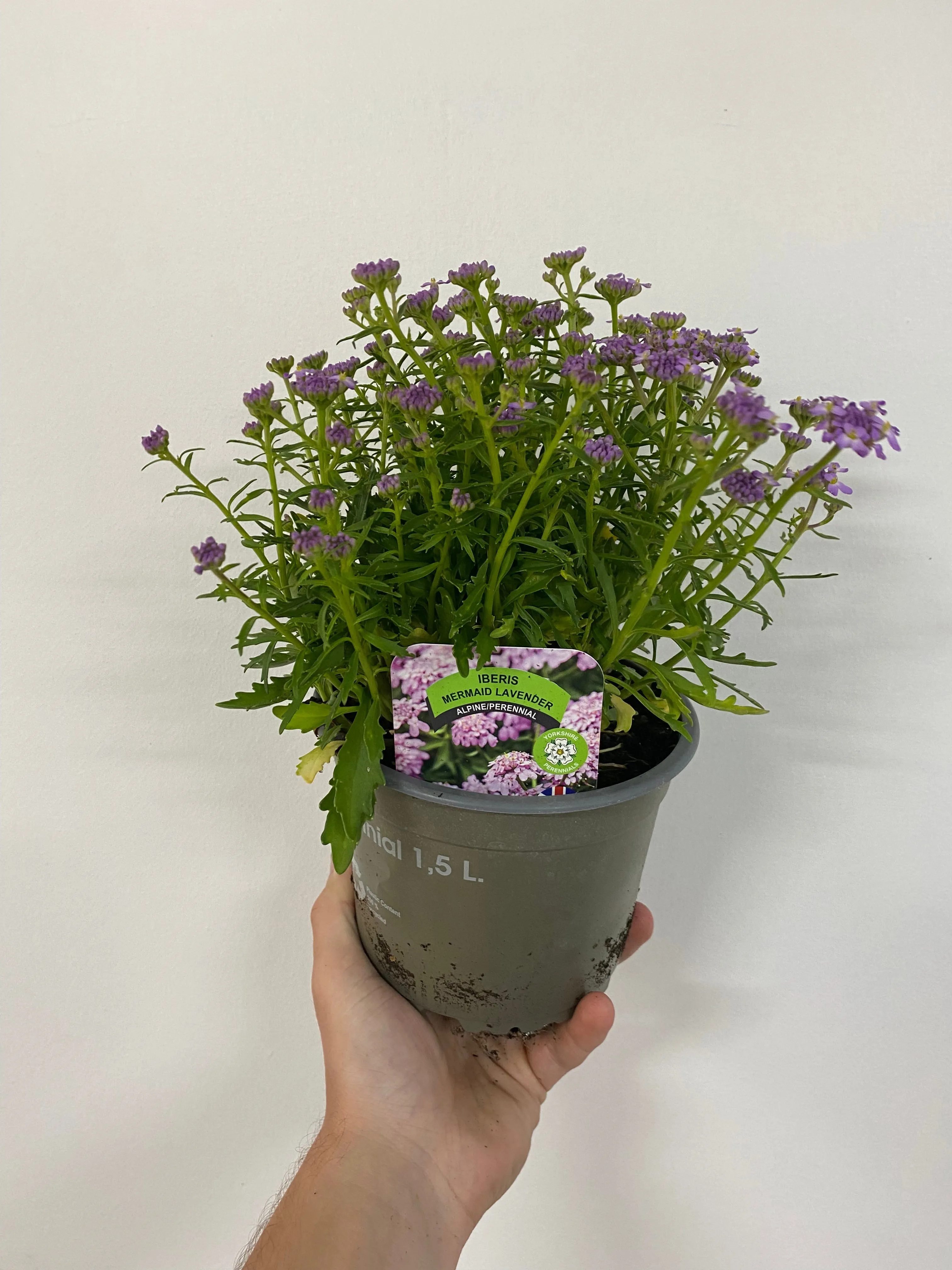 Iberis 'Mermaid Lavender' 9cm/1.5L