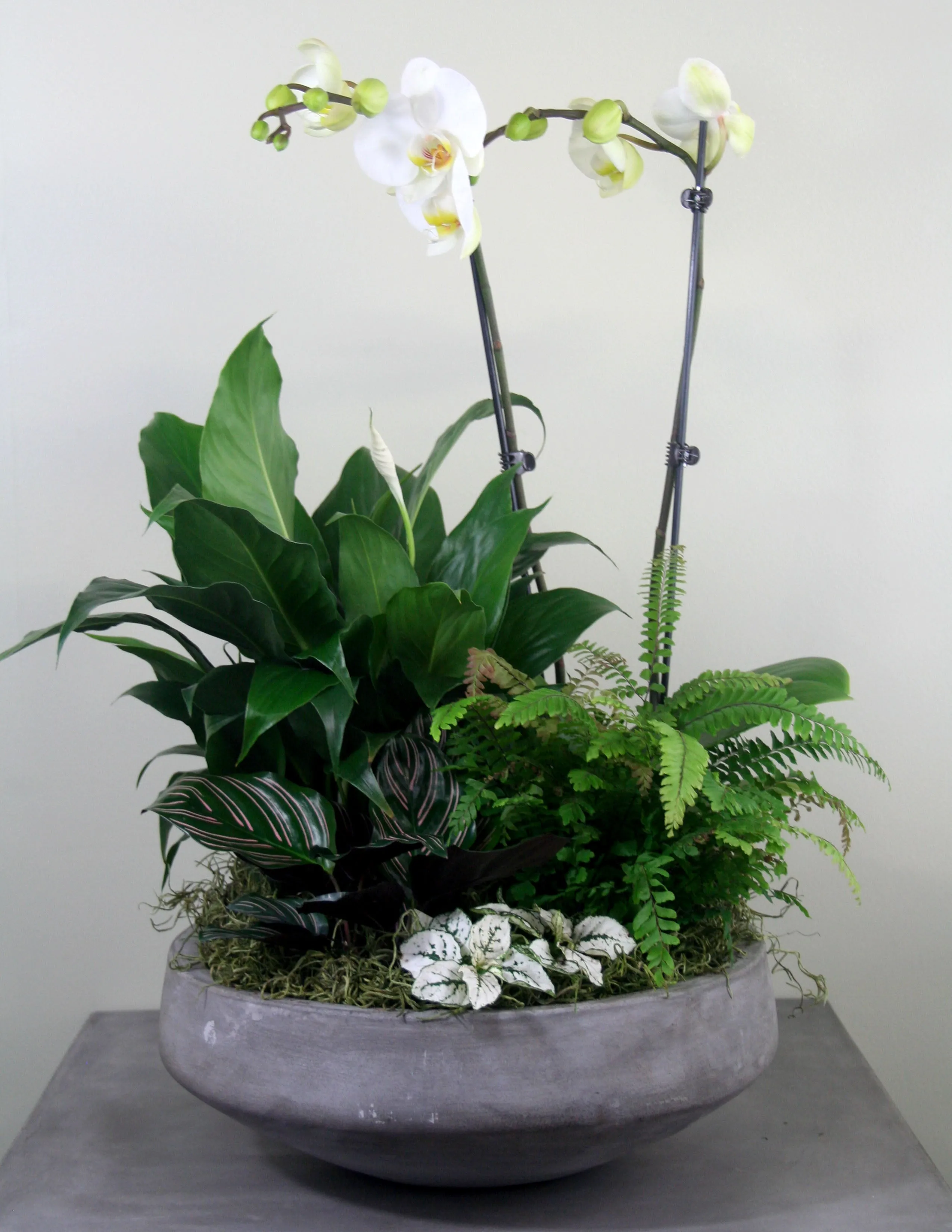 Indoor Garden Bowl with Orchid