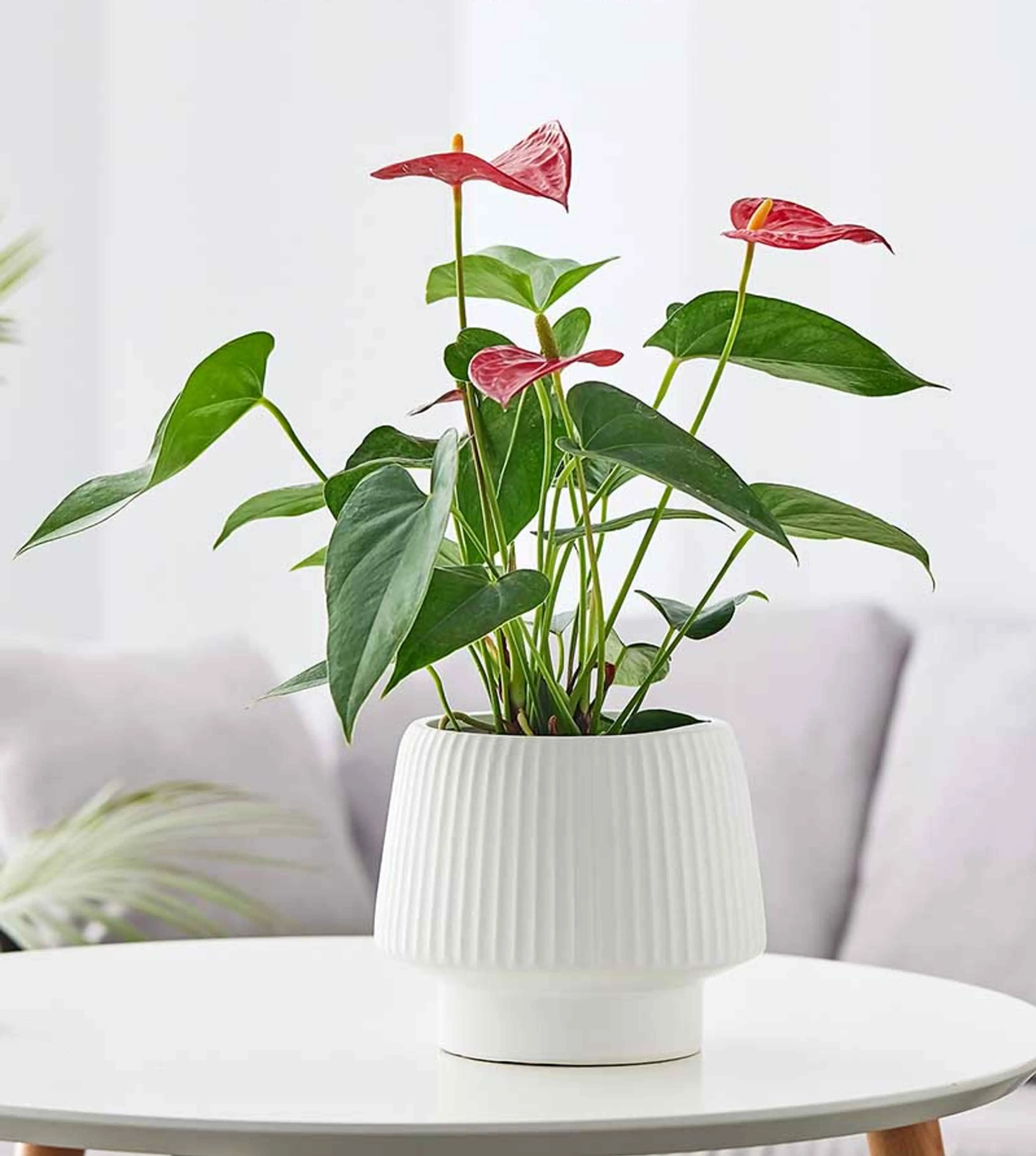 Modern White Ribbed Ceramic Planter - Round Indoor Pot