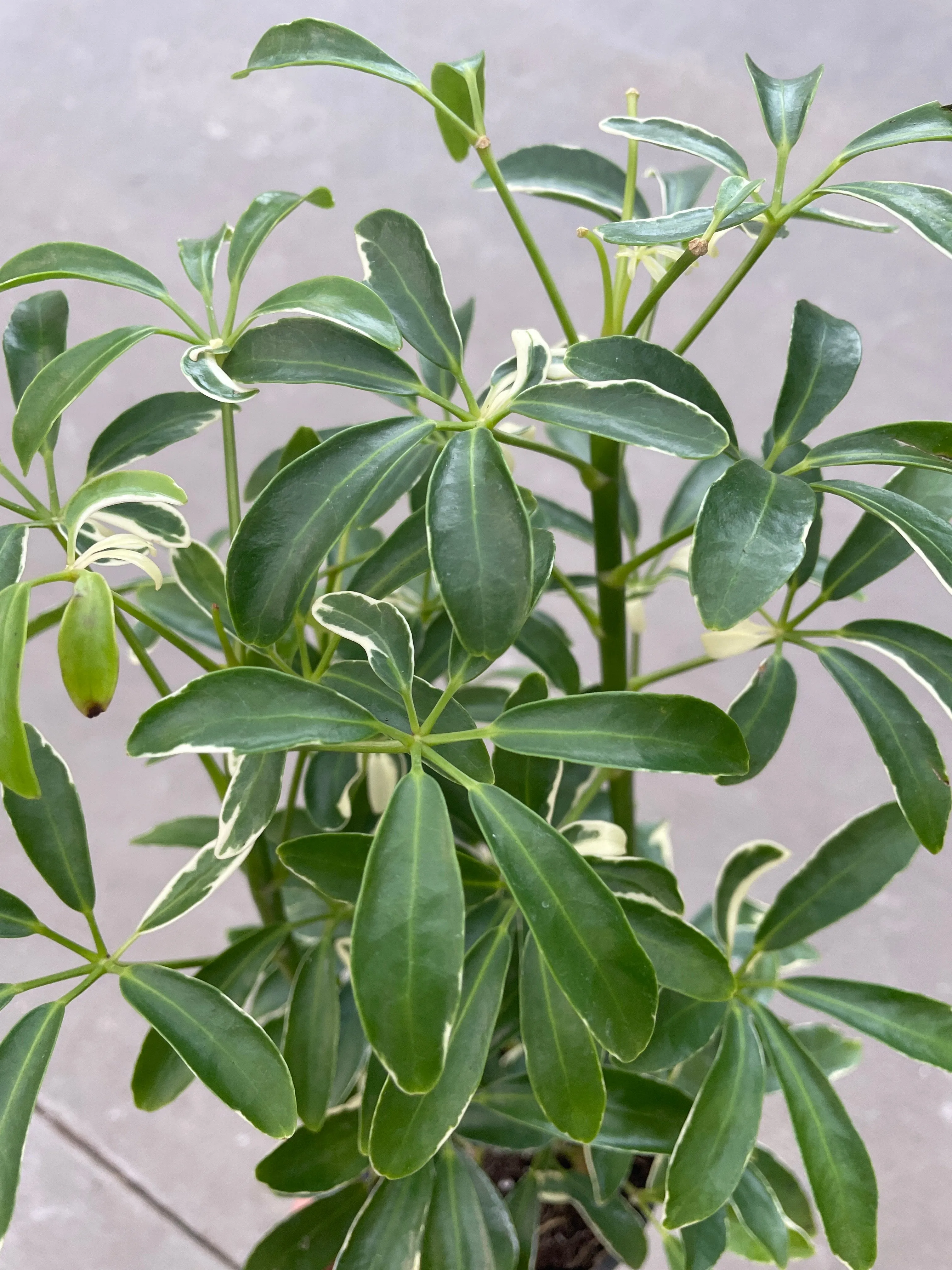 Schefflera arboricola - (Mini Umbrella Tree)