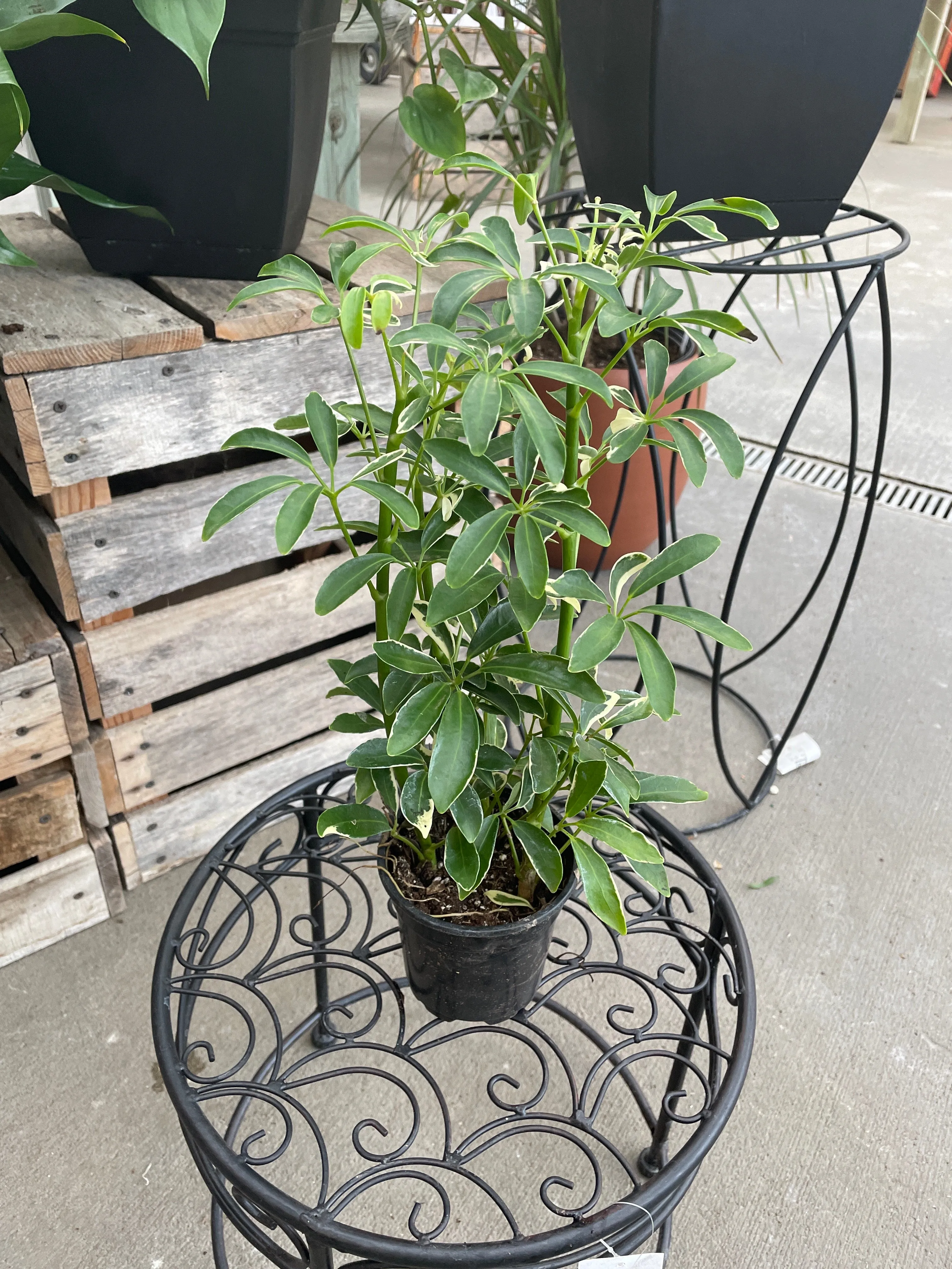 Schefflera arboricola - (Mini Umbrella Tree)