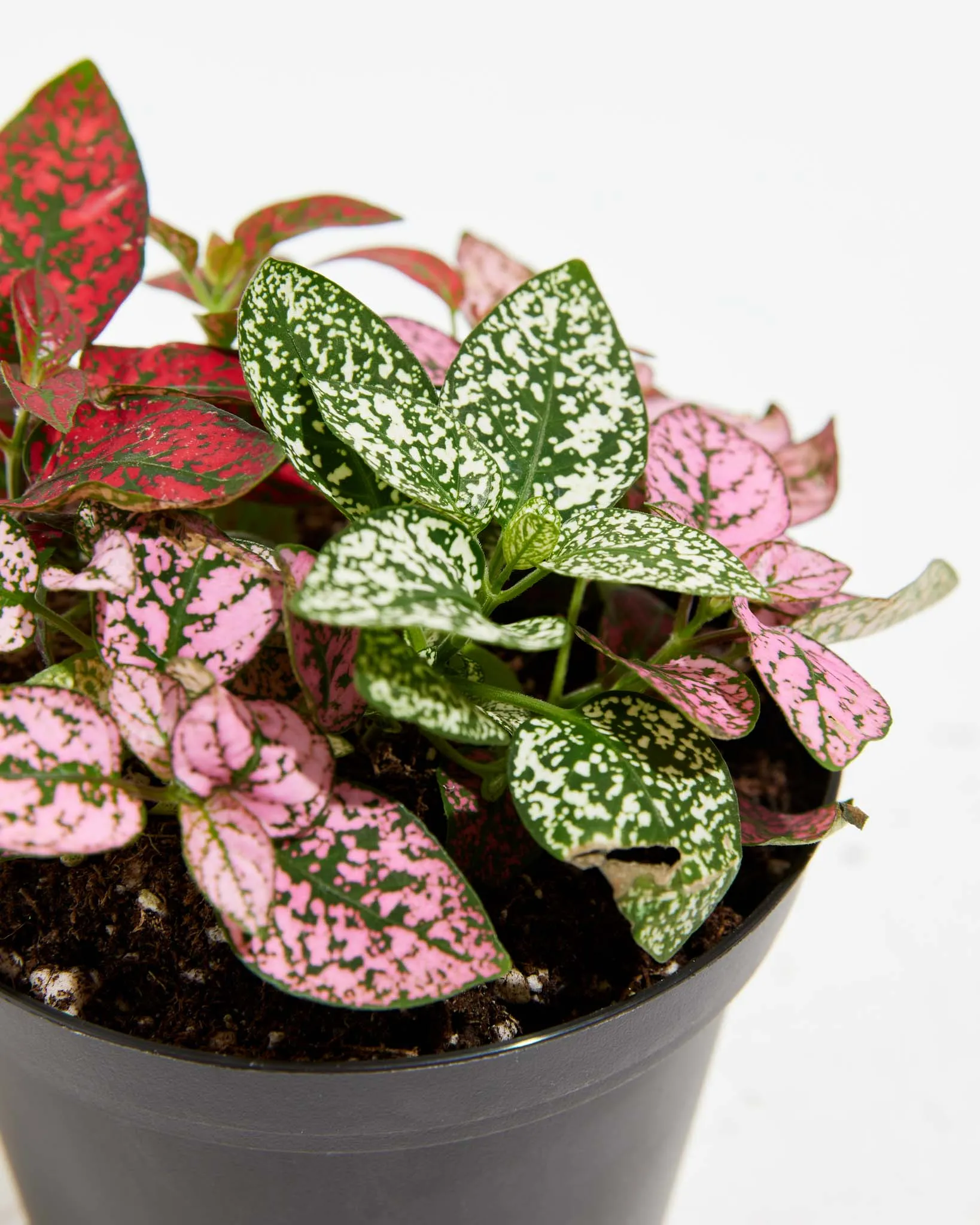 Tricolor Hypoestes