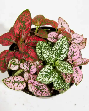 Tricolor Hypoestes