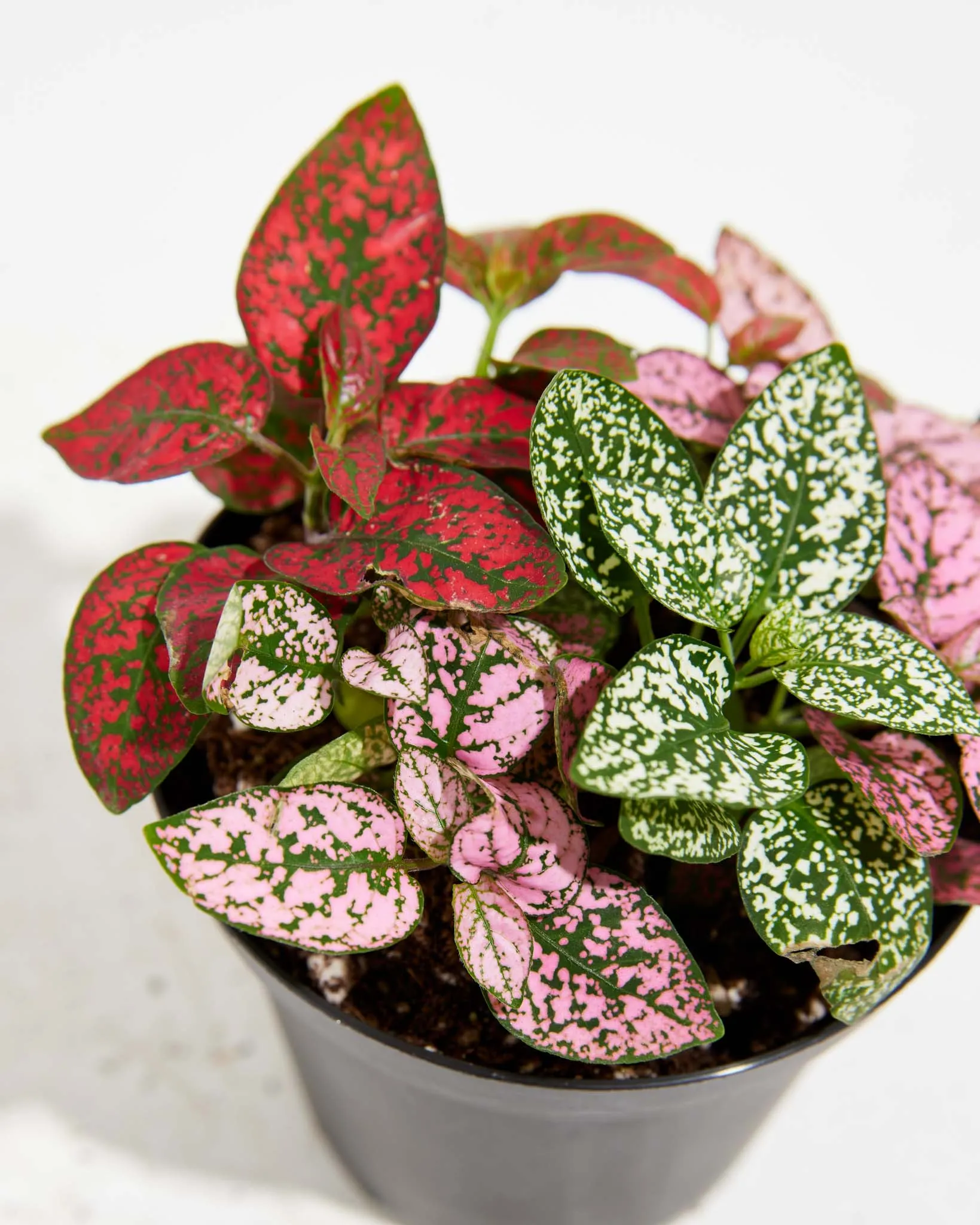 Tricolor Hypoestes