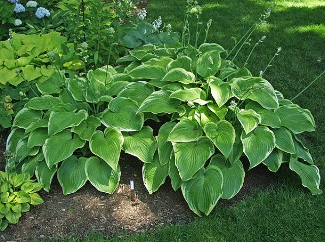 Unchained Melody Hosta