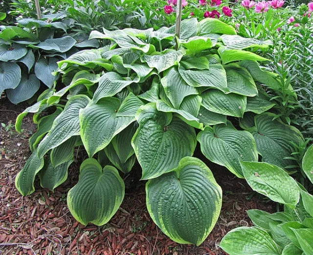 Unchained Melody Hosta