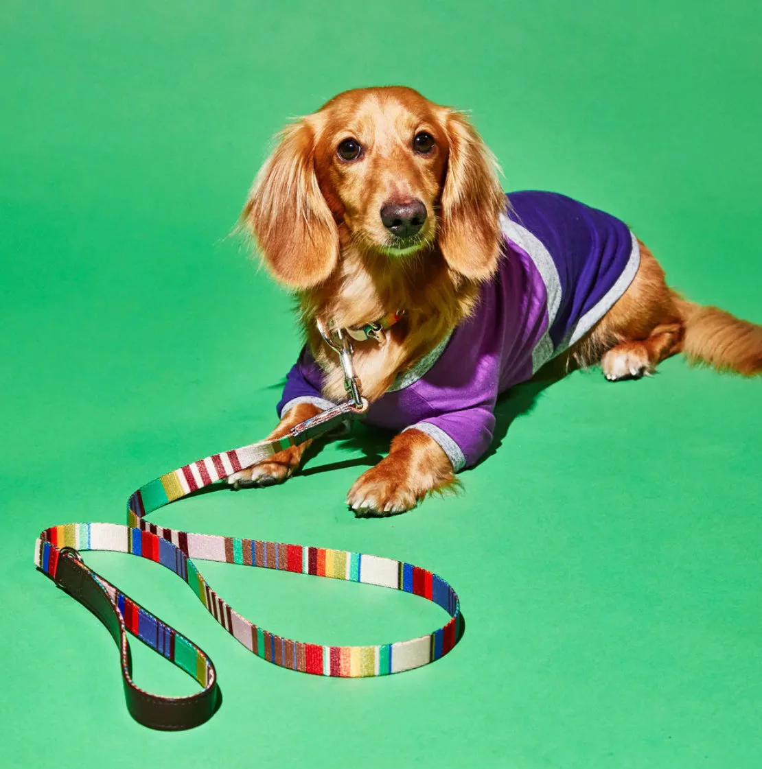 Ware of the Dog New York - Lavender/Burgandy Striped Webbing Dog Harness